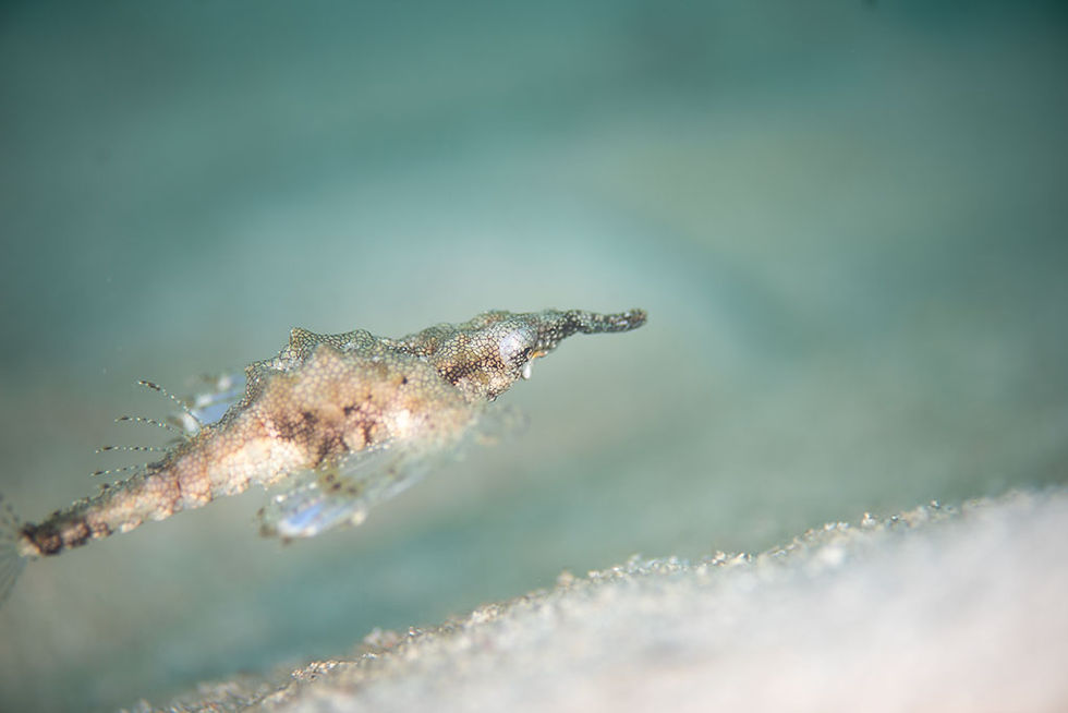 ウミテング(石垣島)