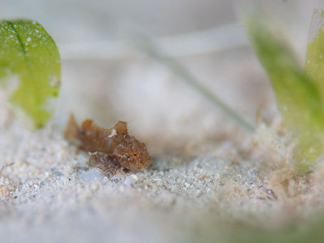 4月3日石垣島ダイビング