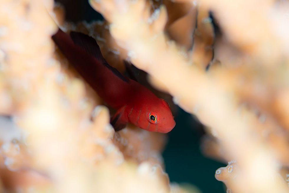 アカネコバンハゼ(石垣島)