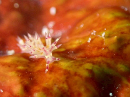 続ウミウシの日