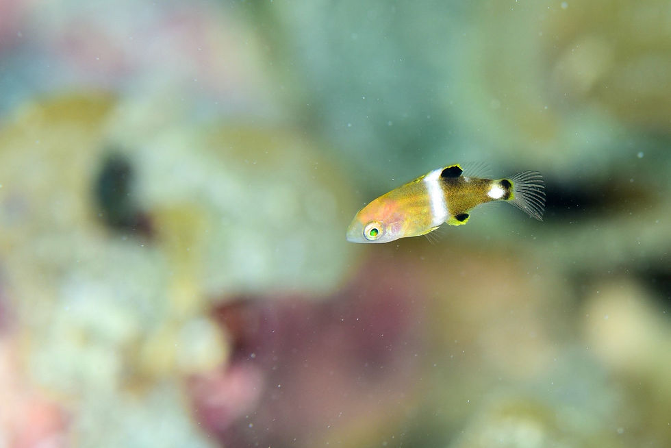 タキベラ幼魚