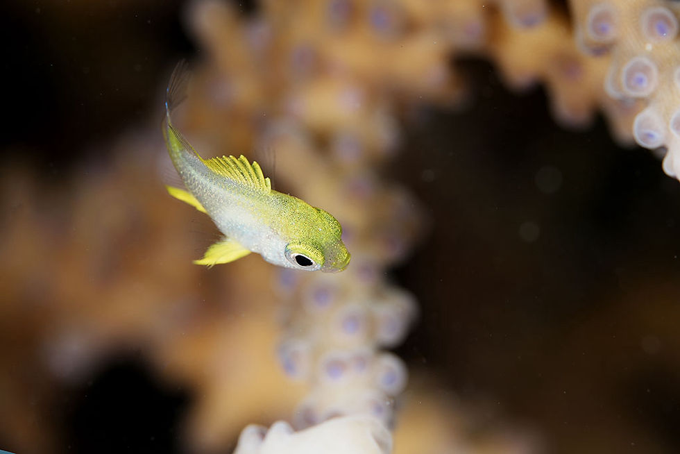 ニセクラカオスズメダイ幼魚
