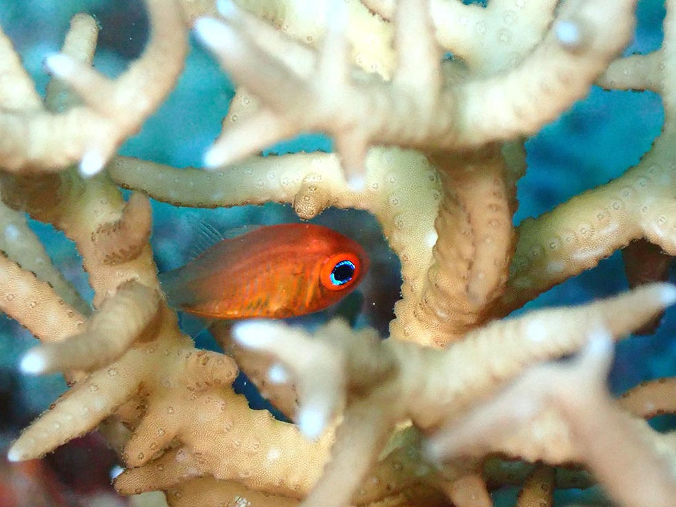 セノウヒカリイシモチ