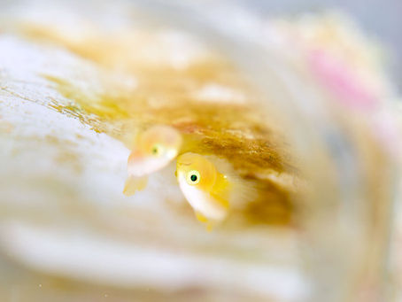 しげるちゃんはカグツチヨコシマクロダイがお好き