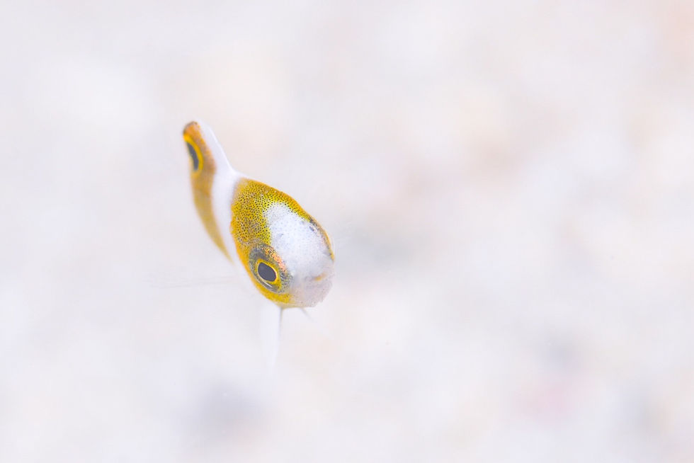 ダンダラスズメダイ幼魚