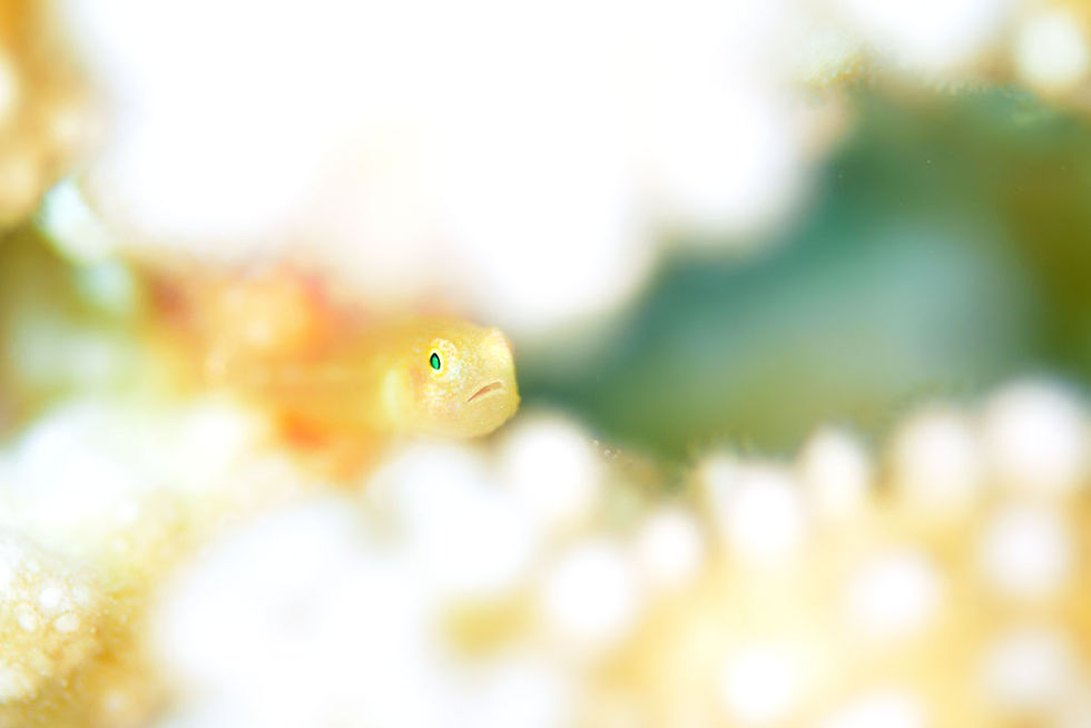 ダルマハゼsp幼魚(石垣島)