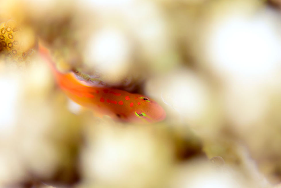 セアカコバンハゼ（石垣島）