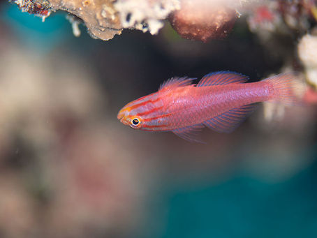 2月27日石垣島ダイビング