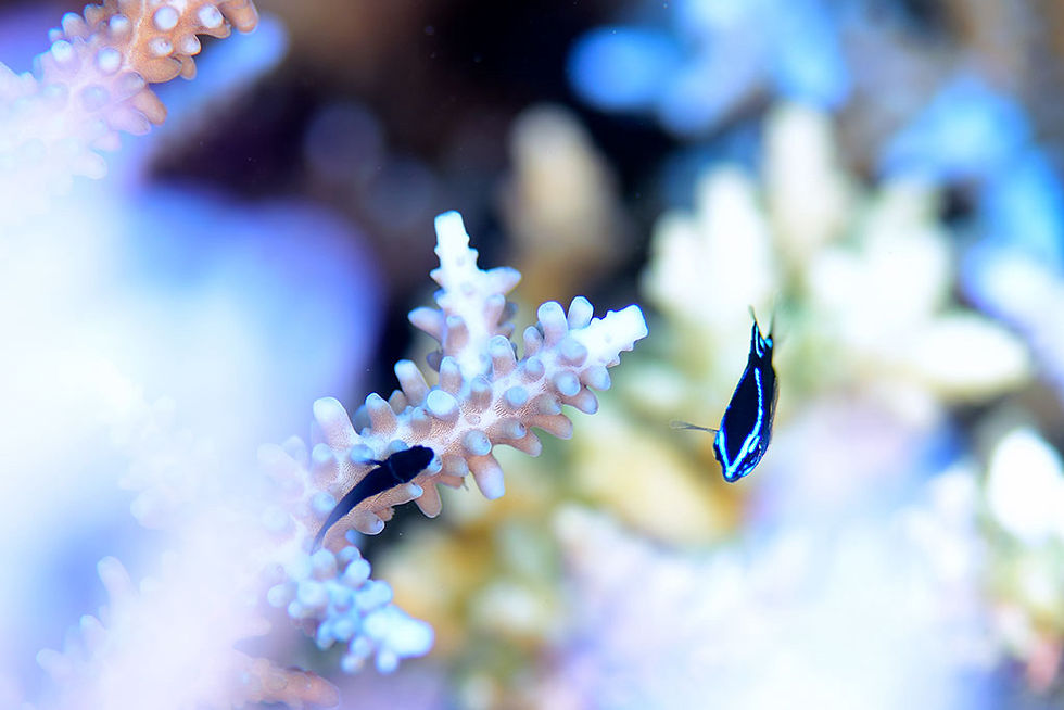 コバンハゼ幼魚とアツクチスズメダイ幼魚