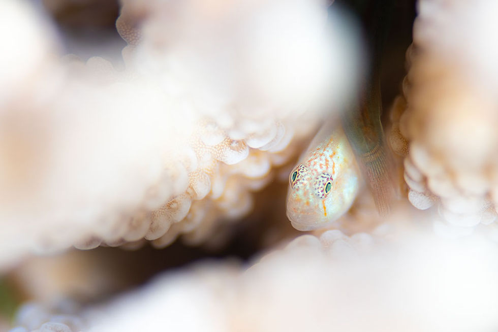 ムジコバンハゼ幼魚