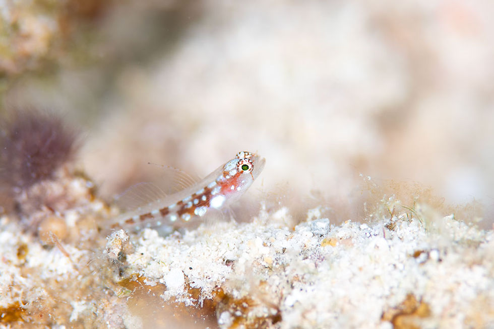 シズクイソハゼ（石垣島）