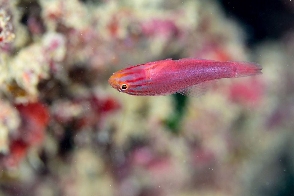 ストライプヘッドドワーフゴビー