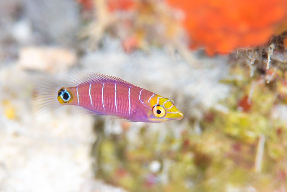 ヨコシマニセモチノウオ幼魚