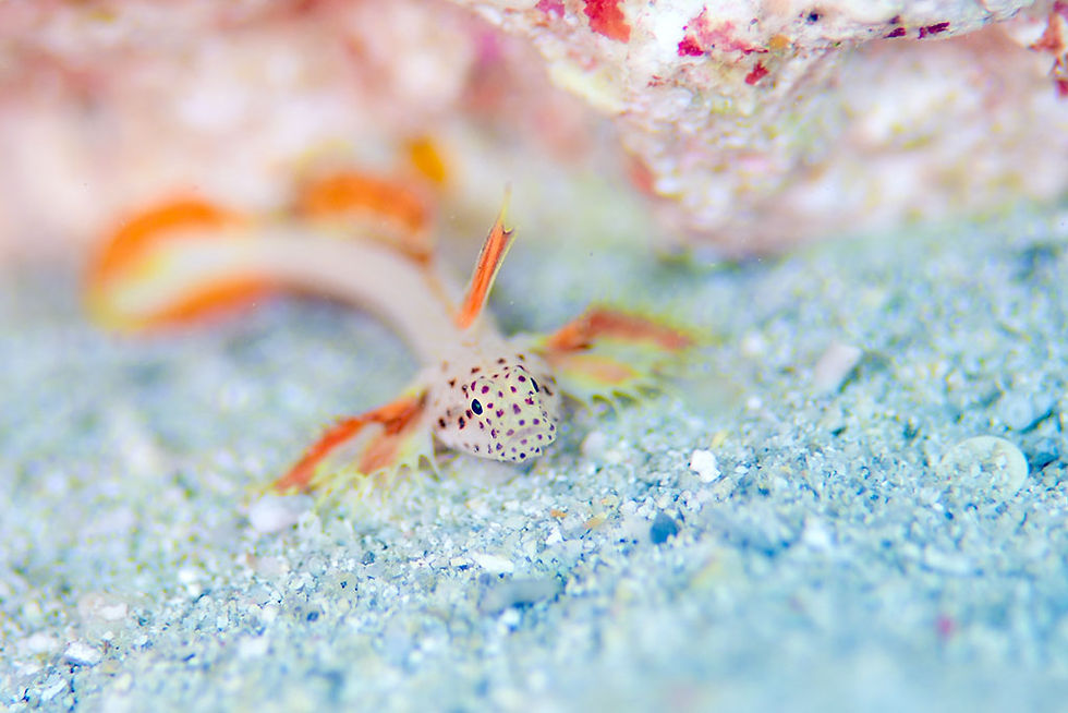 ホムラハゼ（石垣島）