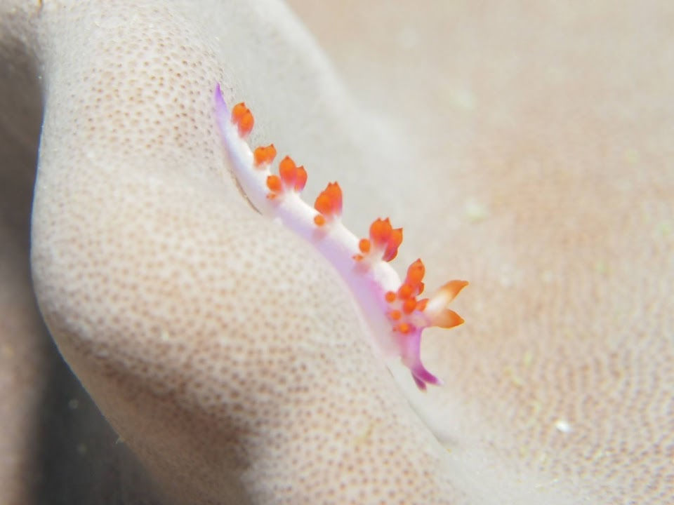 ルージュミノウミウシ