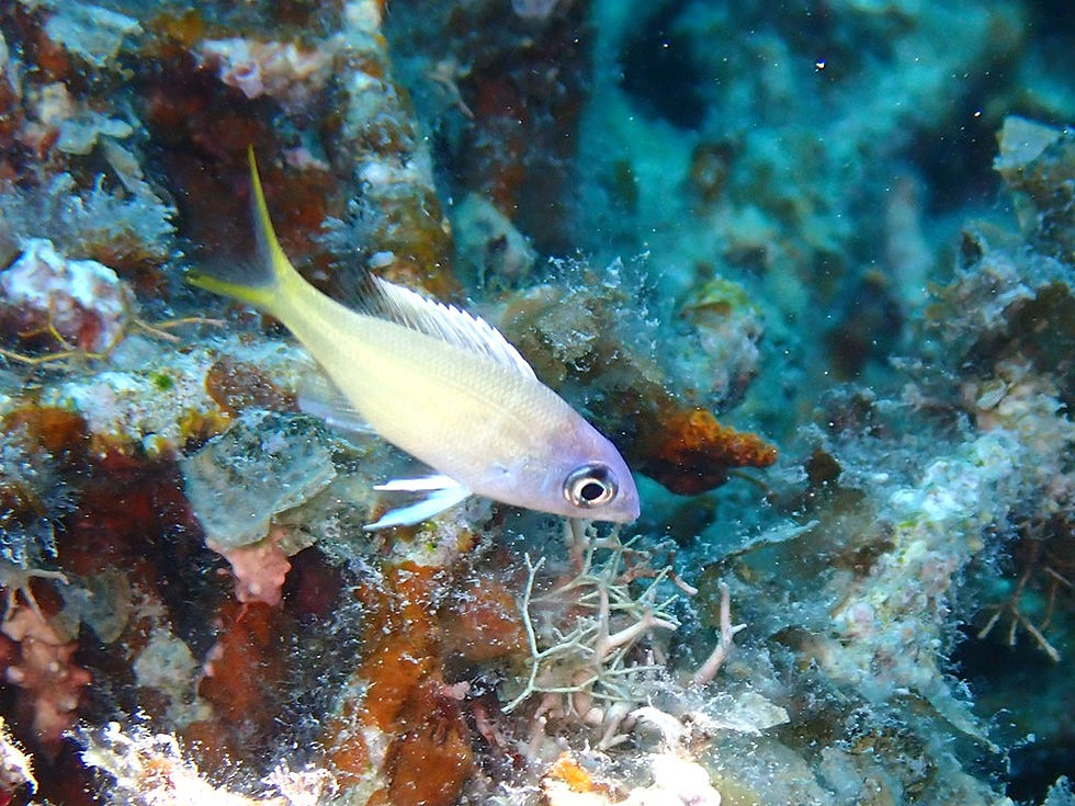 カグツチヨコシマクロダイ幼魚