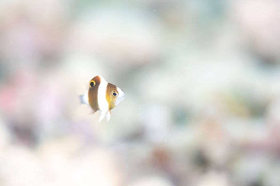 ダンダラスズメダイ幼魚