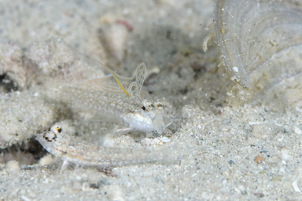 コガタハナビヌメリ求愛(石垣島)