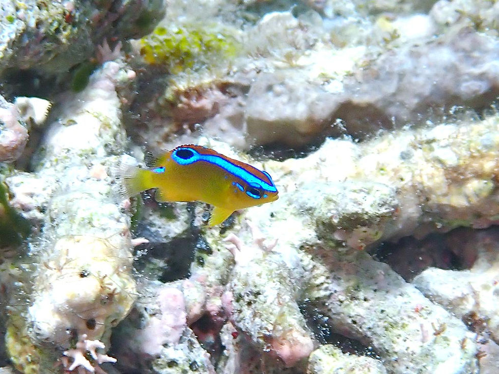 イチモンスズメダイ幼魚