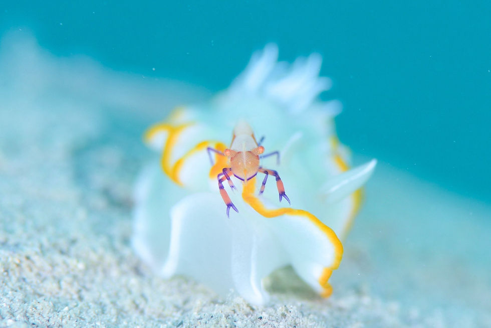 ウミウシカクレエビとメレンゲウミウシ