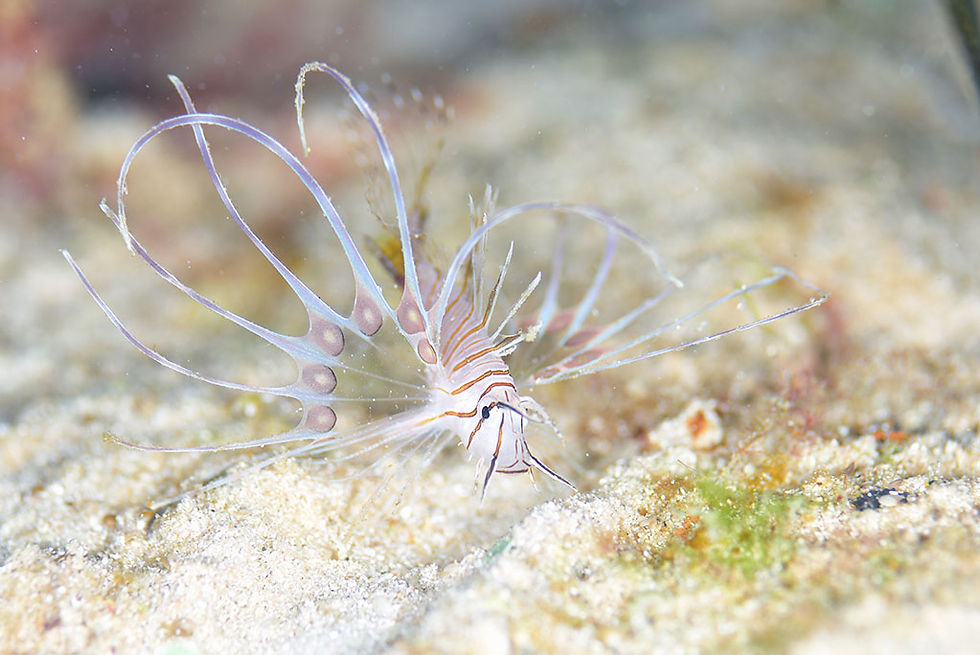 ハナミノカサゴ幼魚