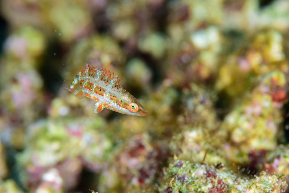 ハシナガモチノウオ幼魚