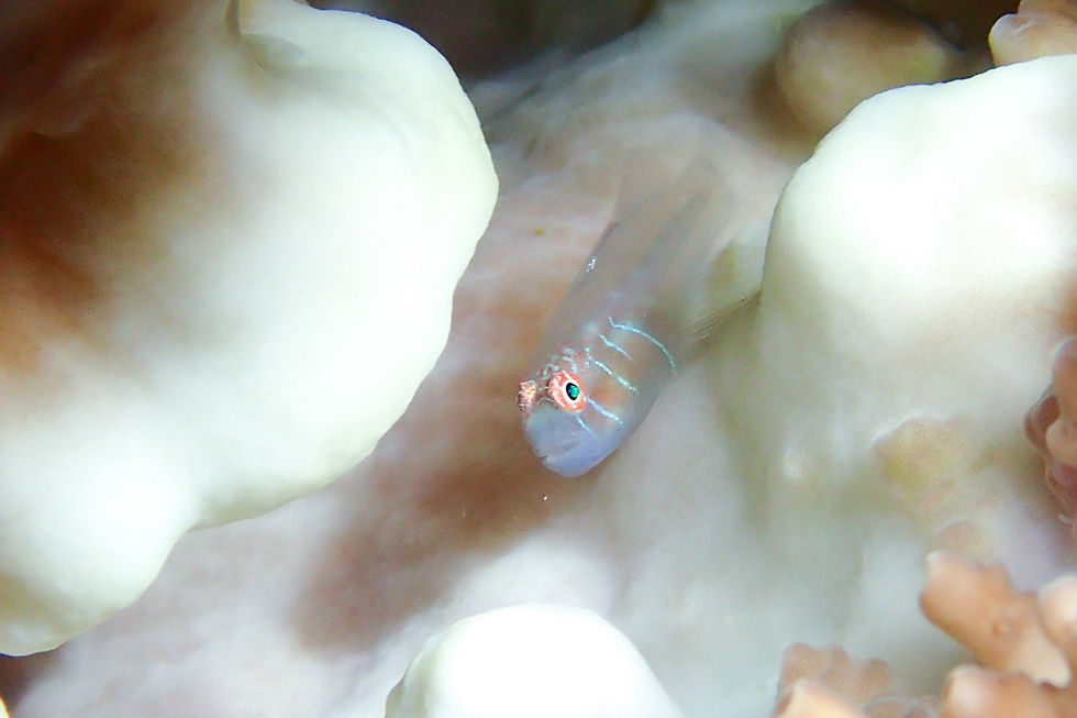 アワイロコバンハゼ（撮影／大佐）