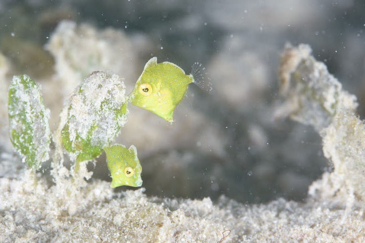 セダカカワハギ幼魚（撮影／HITOMIさん）