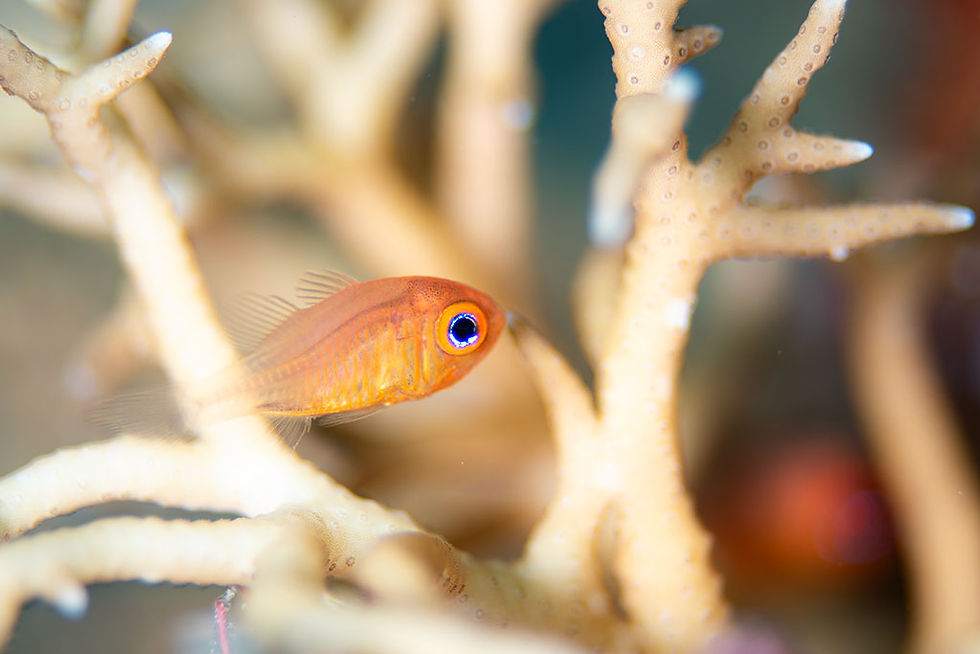 セノウヒカリイシモチ