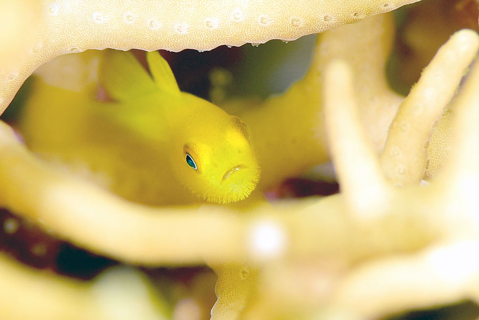 アカネダルマハゼ(石垣島)