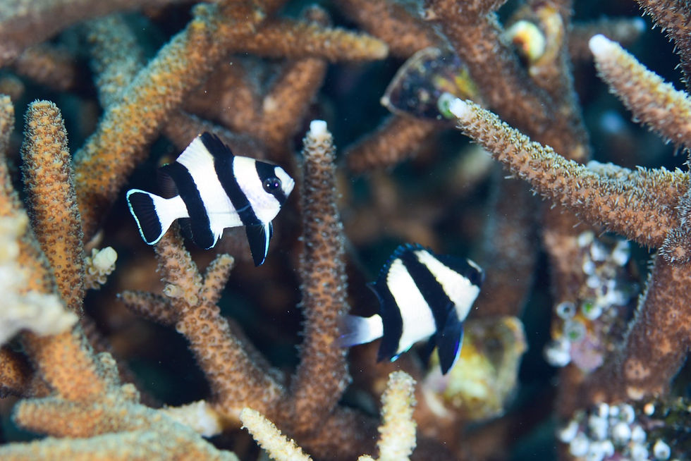 ヨスジリュウキュウスズメダイとミスジリュウキュウスズメダイモドキ(撮影地/石垣島)