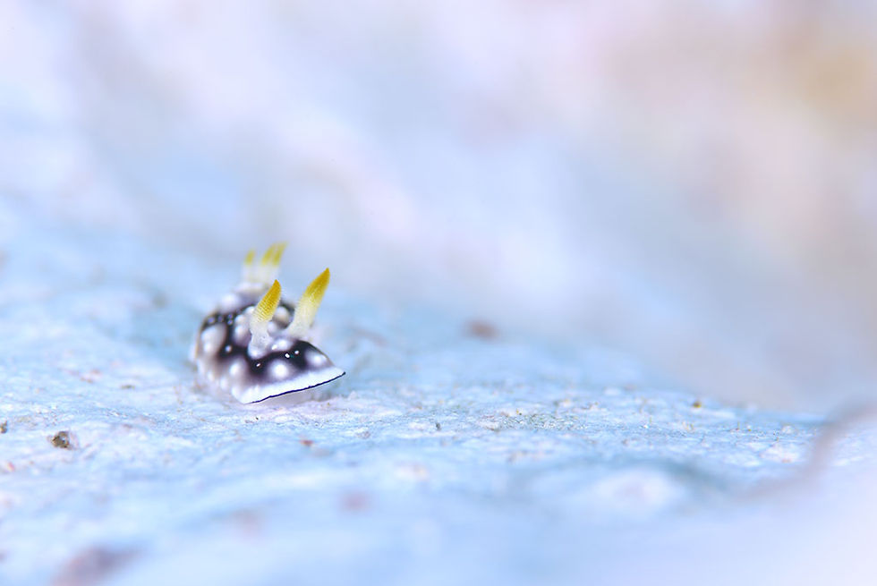 キカモヨウウミウシ