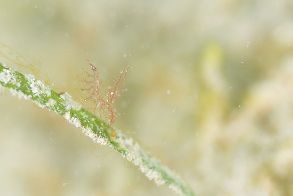 フィコカリス・シムランス