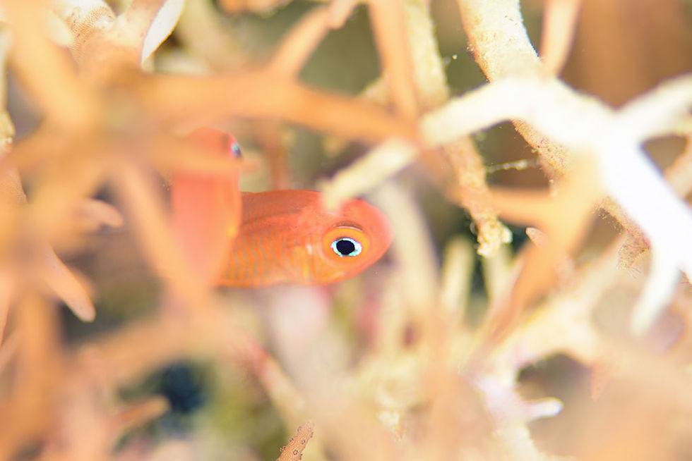 セノウヒカリイシモチ