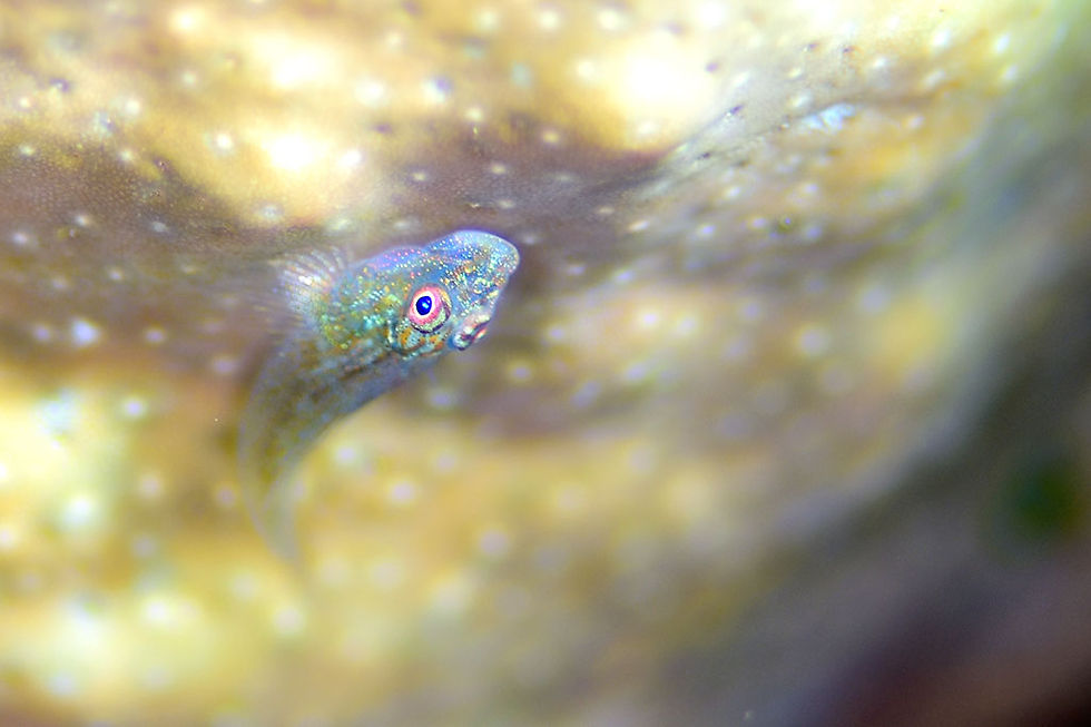 ヒラウミタケハゼ（石垣島）