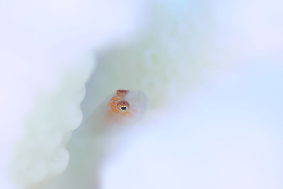 ムジコバンハゼ