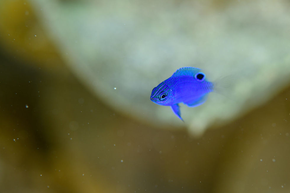 ナガサキスズメダイ幼魚