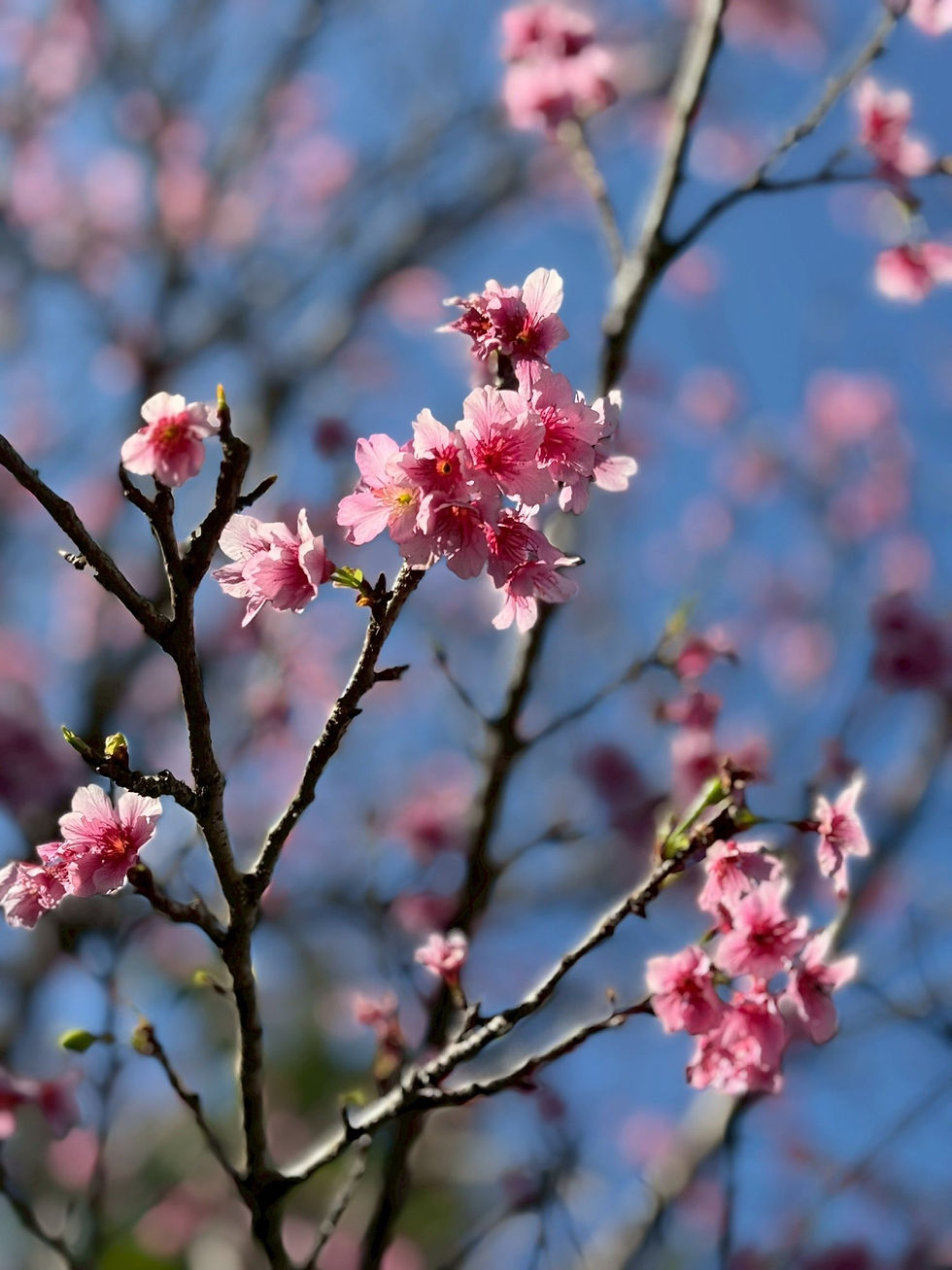 寒緋桜(石垣島)