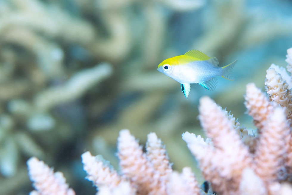 クロスズメダイ幼魚