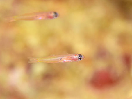 7月13日石垣島ダイビング