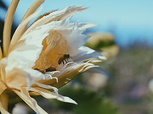 Bees and dragonfruit blossoms at Tai Shan Farms in Ocean View, HI