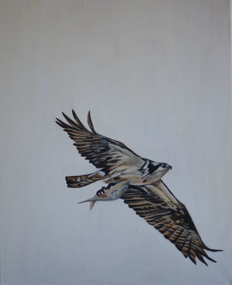 Osprey