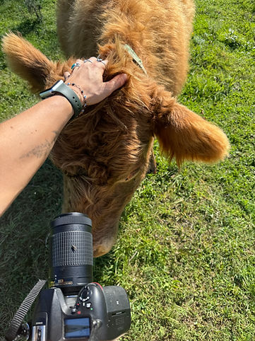 Photographing cows at Bittersweet Farms in upstate New York