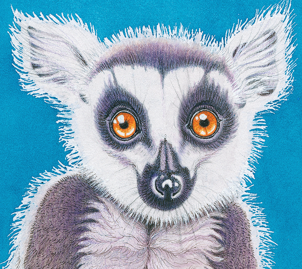 lemur detail.gif