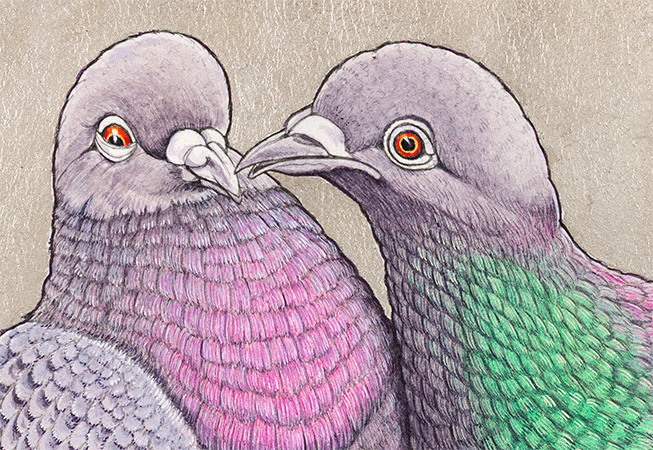 columba livia detail.gif