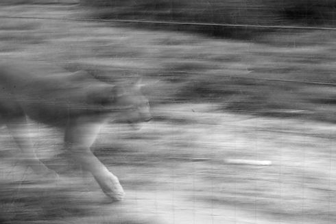 IMG_9975.jpeg