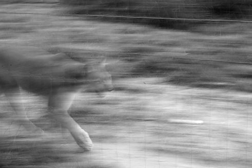 IMG_9975.jpeg