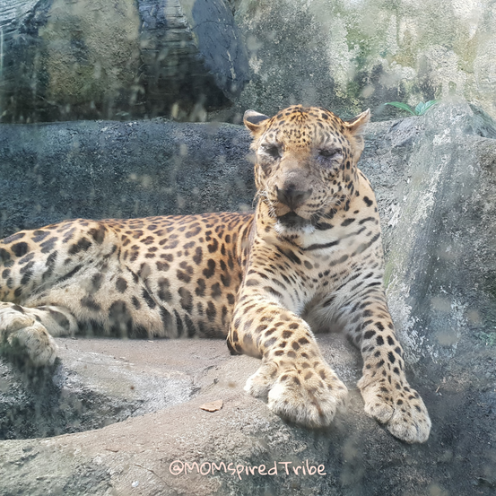 AVILON ZOO 2021 MOMspiredTribe