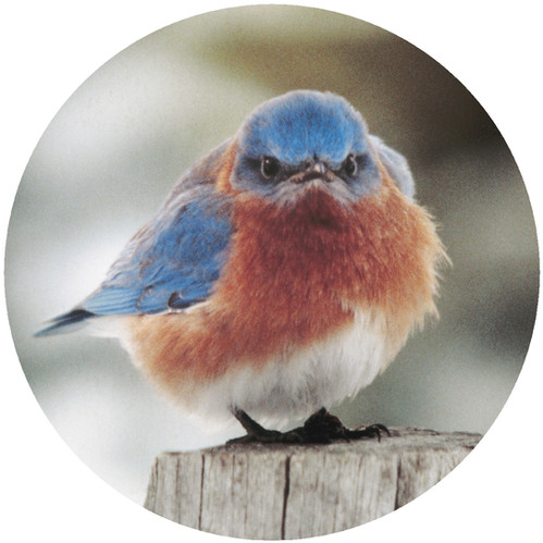 Mad Blue Bird - MBB | andreassilicone