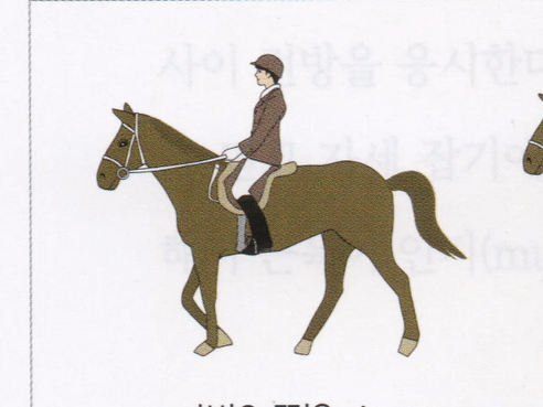 horse ride